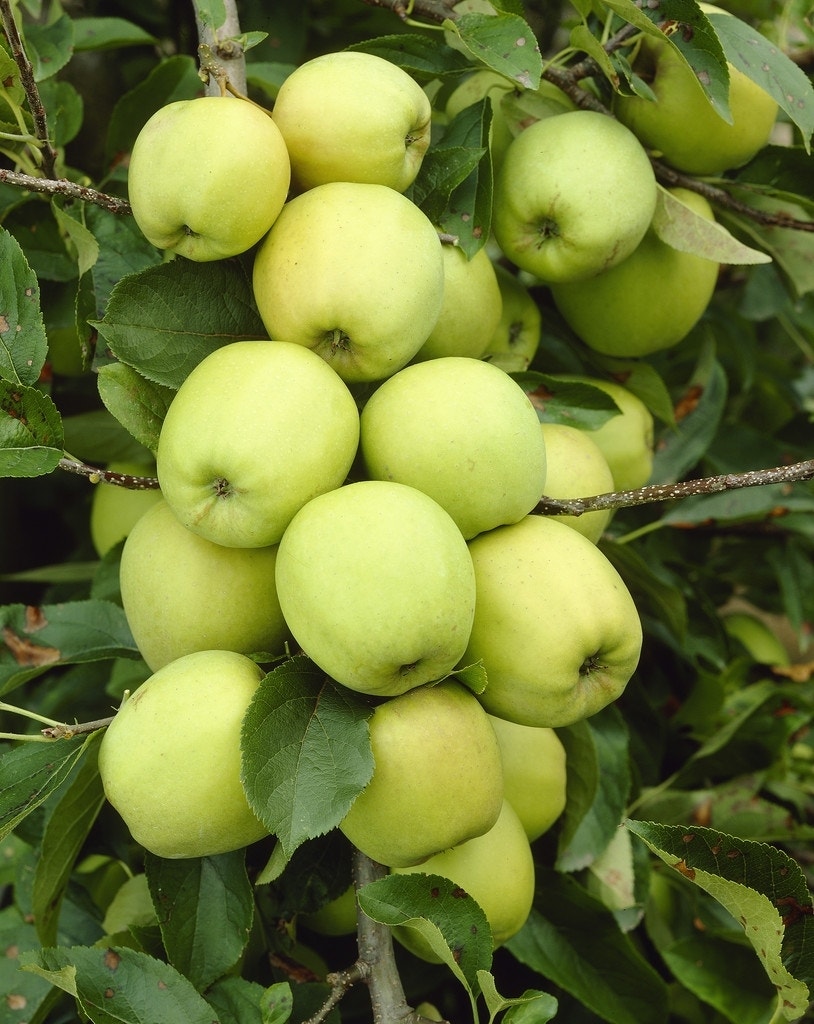 Appelboom (Malus domestica 'Golden Delicious')