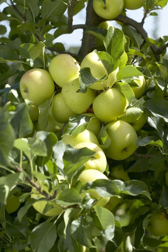 Lei-Appel (Malus domestica 'Greensleeves')