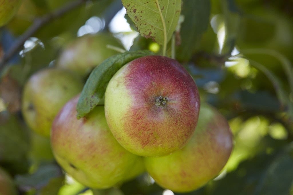 Lei-Appel (Malus domestica 'Idared')