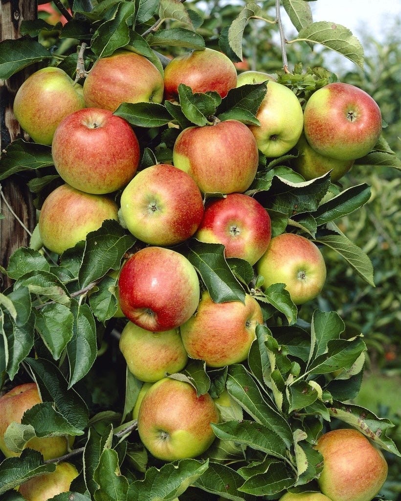 Lei-Appel (Malus domestica 'Jonagold')