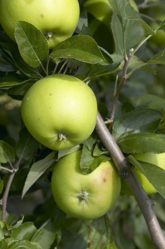 Appelboom (Malus domestica 'Lombarts Calville')