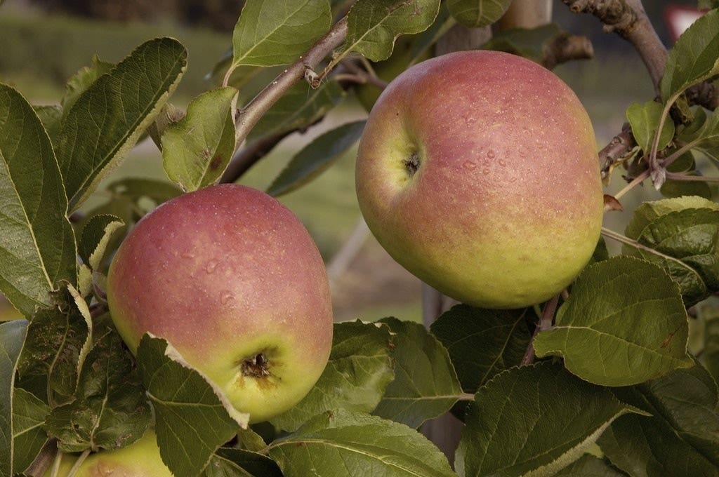 Lei-Appel (Malus domestica 'Notarisappel')