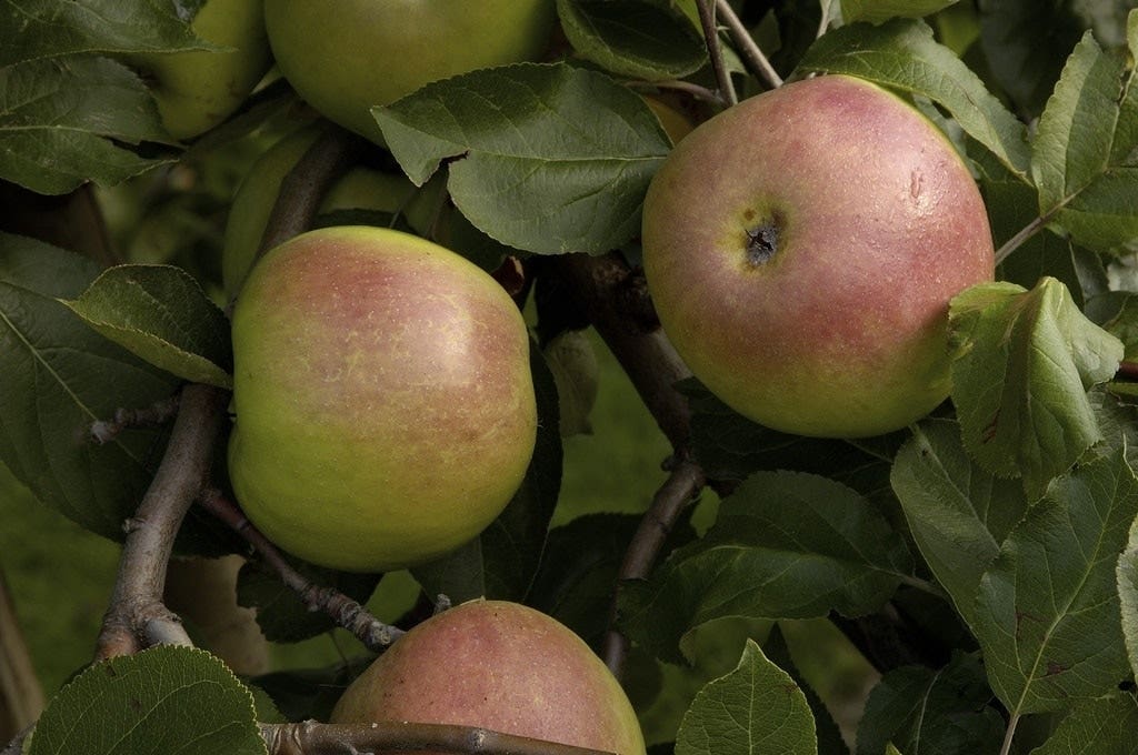 Lei-Appel (Malus domestica 'Rajka')