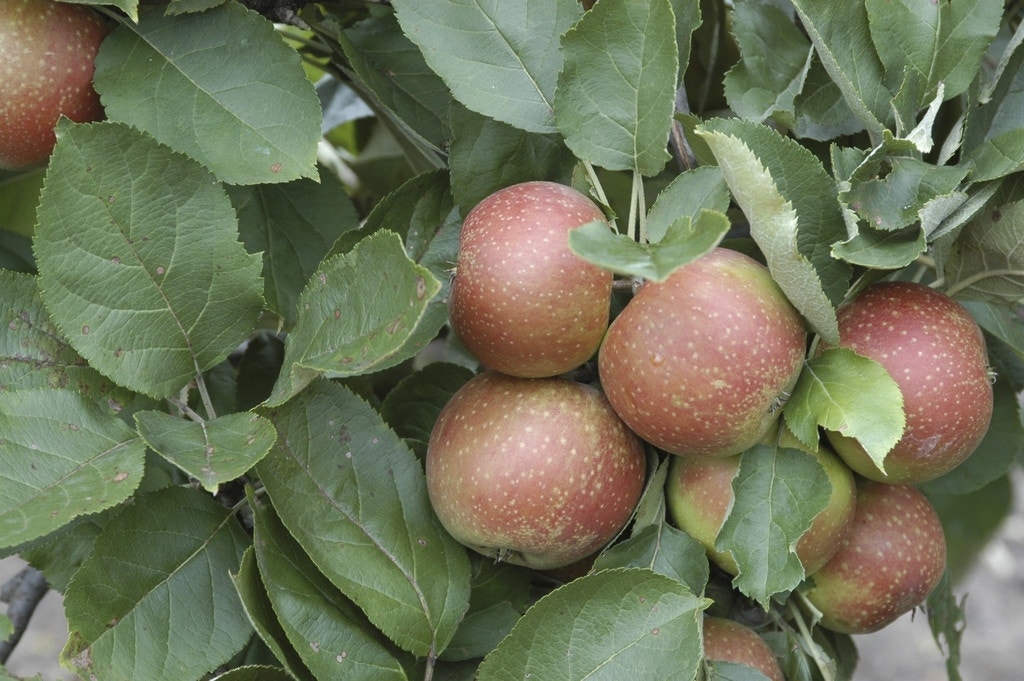 Appelboom (Malus domestica 'Rode Boskoop')