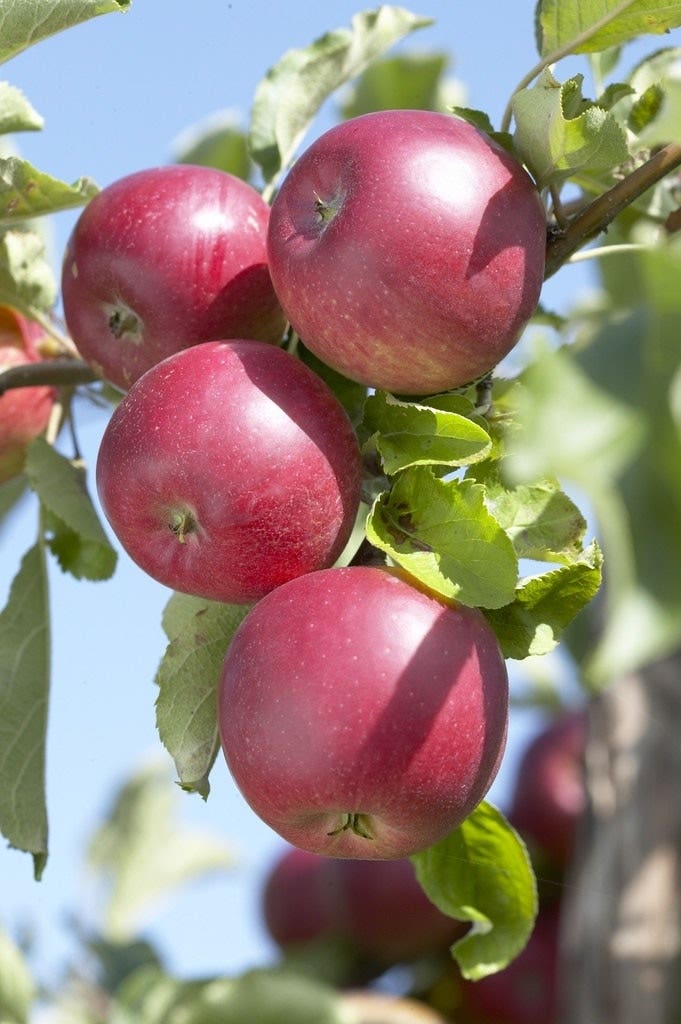 Lei-Appel (Malus domestica 'Rode Jonathan')