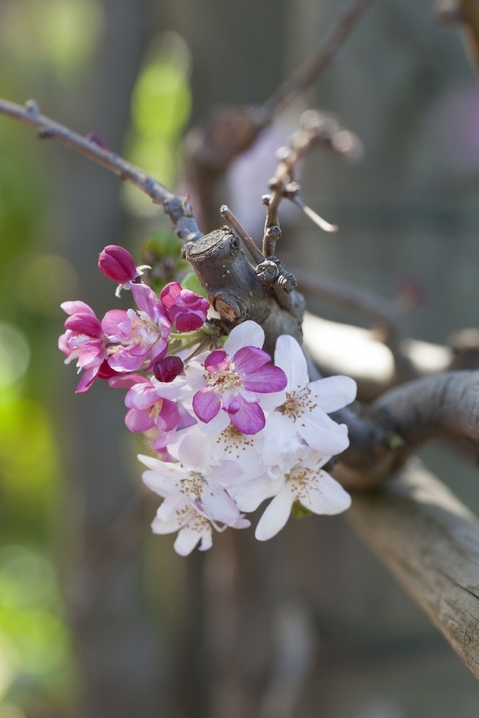 Rode treursierappel op stam (Malus 'Royal Beauty')