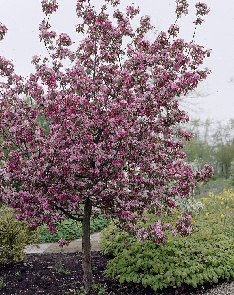 Sierappel (Malus 'Rudolf')