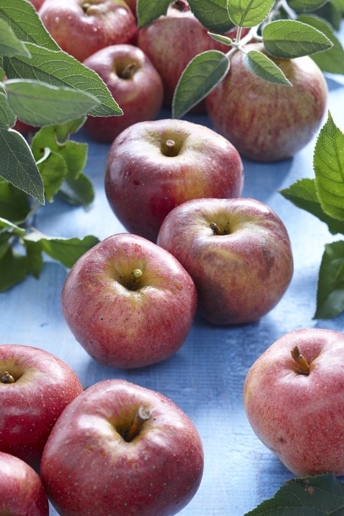 Appelboom (Malus domestica 'Zoete Ermgaard')