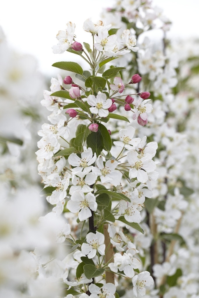 Sierappel (Malus 'Evereste')