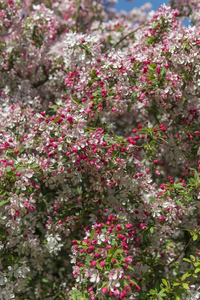 Sierappel (Malus floribunda)