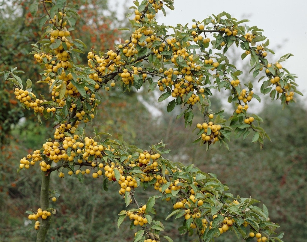 Sierappel (Malus 'Golden Hornet')