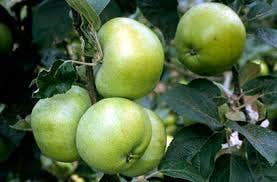 Appelboom (Malus domestica 'Grenadier')