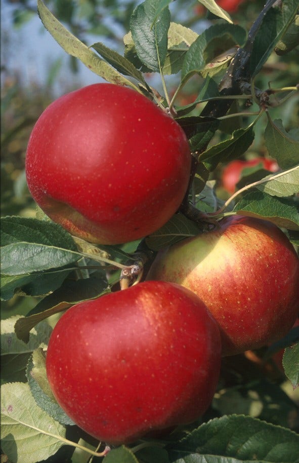 Appelboom (Malus domestica 'Santana')