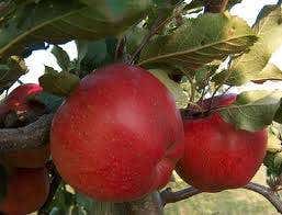 Lei-Appel (Malus domestica 'Winston')