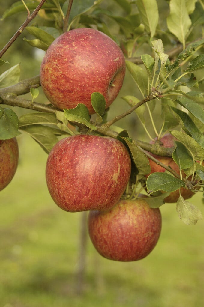 Appelboom (Malus domestica 'Charles Ross')