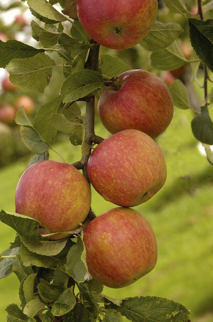 Lei-Appel (Malus domestica 'Laxton's Superb')