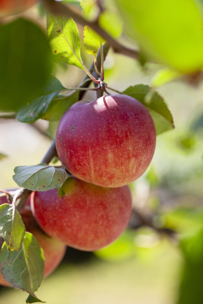 Appelboom (Malus domestica 'Red Devil')