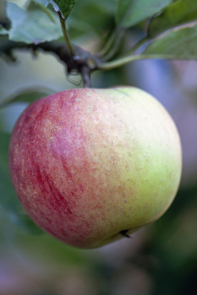 Lei-Appel (Malus domestica 'Worcester Pearmain')