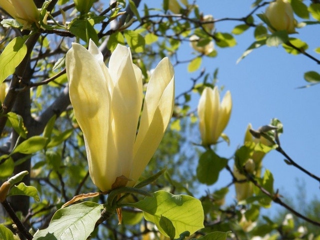 Beverboom (Magnolia 'Limelight')