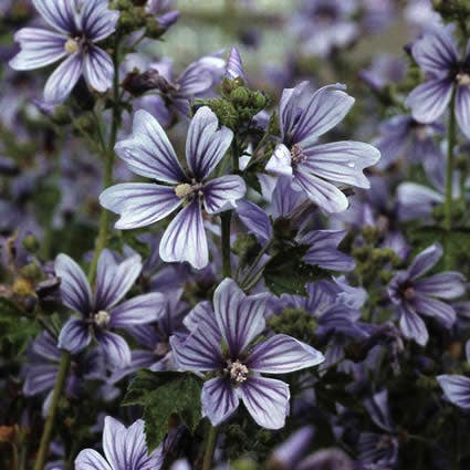 Kaasjeskruid (Malva sylvestris 'Primley Blue')