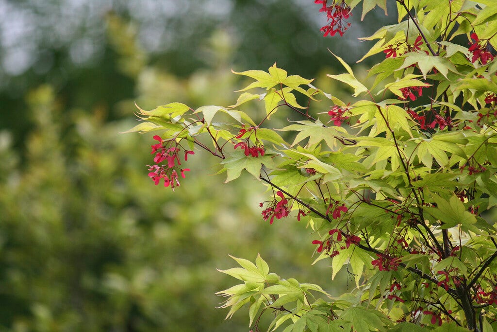 Japanse esdoorn (Acer palmatum 'Osakazuki')