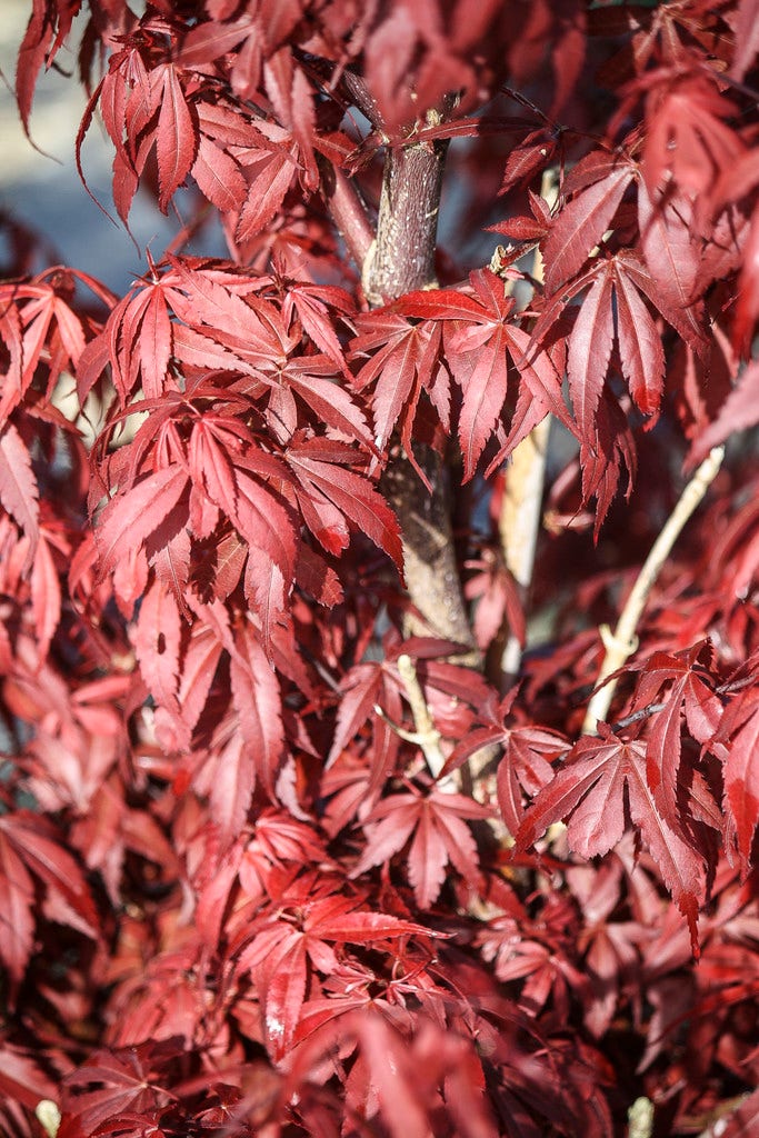 Japanse esdoorn (Acer palmatum 'Skeeter's Broom')