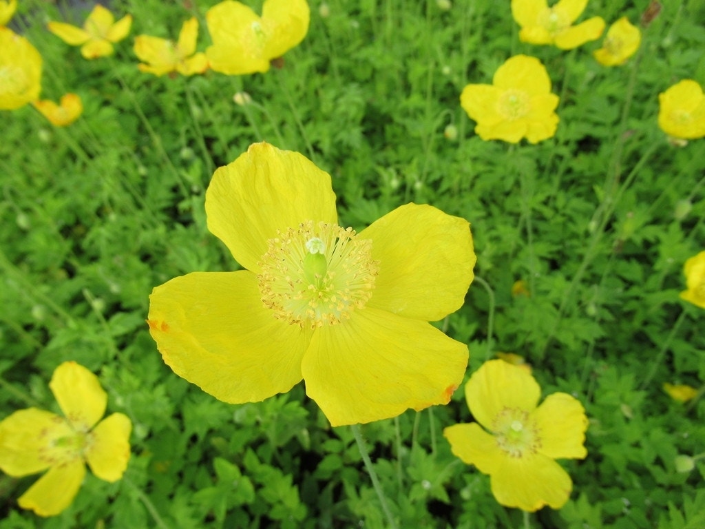 Schijnpapaver (Meconopsis cambrica)