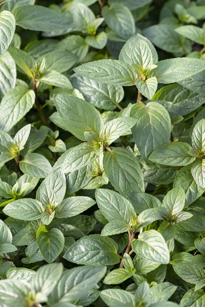 Pepermunt (Mentha piperita 'Chocolate')