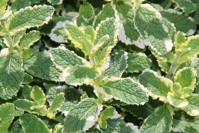 Witte/Appelmunt (Mentha rotundifolia 'Variegata')