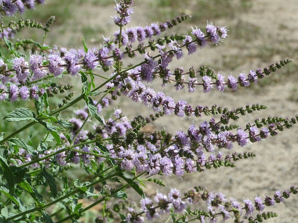 Groene Munt (Mentha spicata)