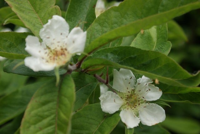 Mispel (Mespilus germanica)