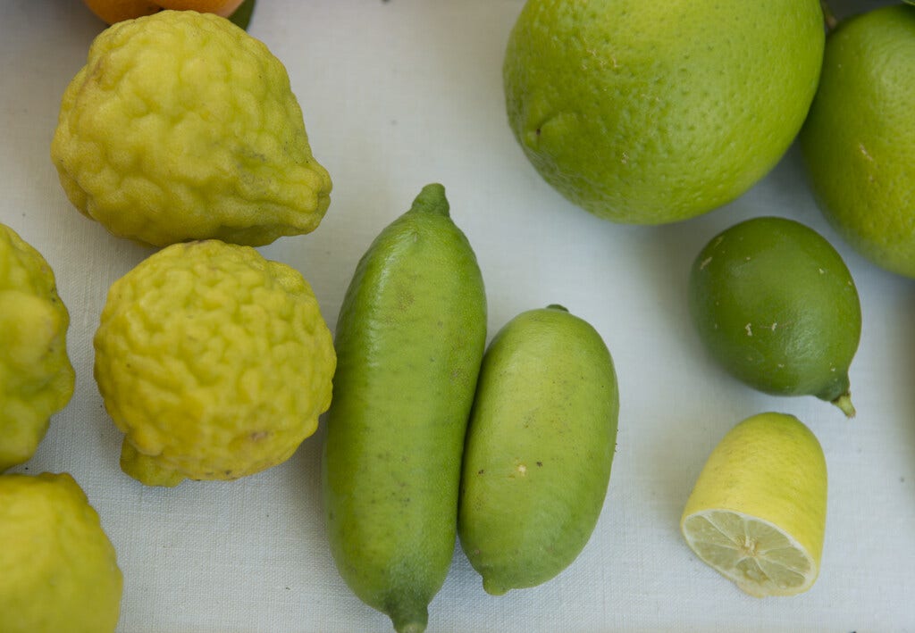 Vingerlimoen (Microcitrus australasica)