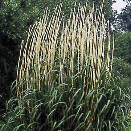 Chinees riet  (Miscanthus giganteus)