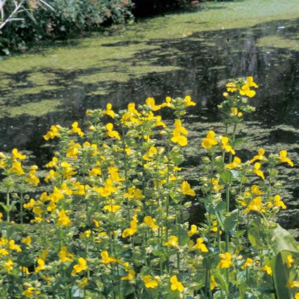 Gele apebloem (Mimulus luteus)