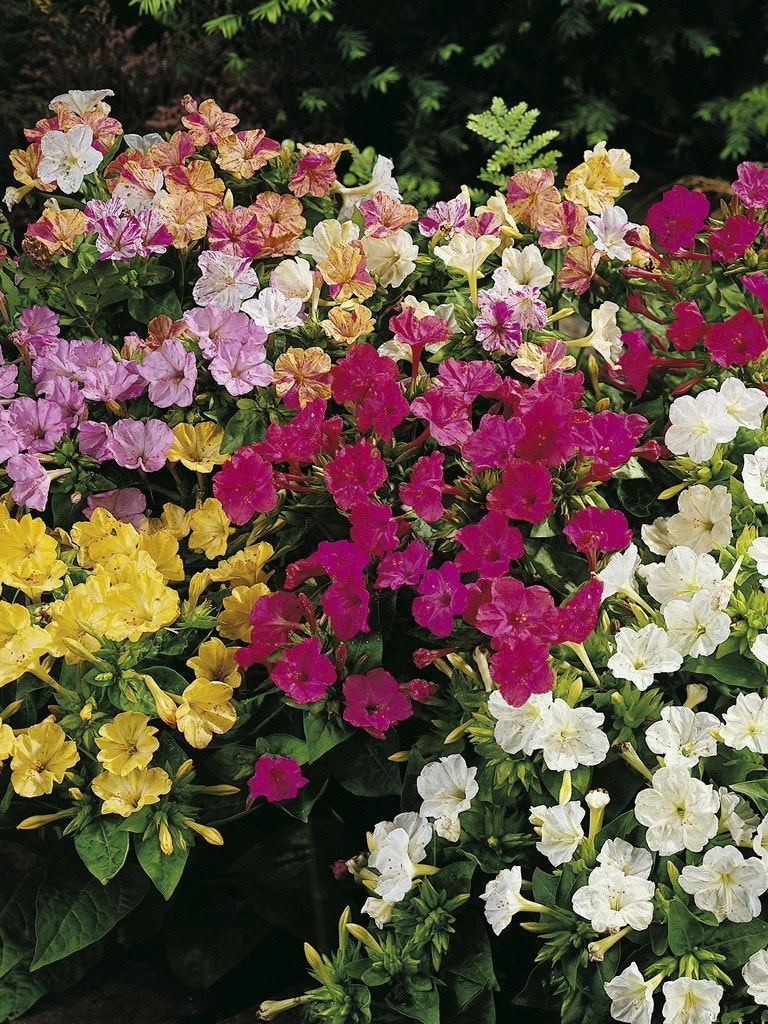 Nachtschone (Mirabilis jalapa)