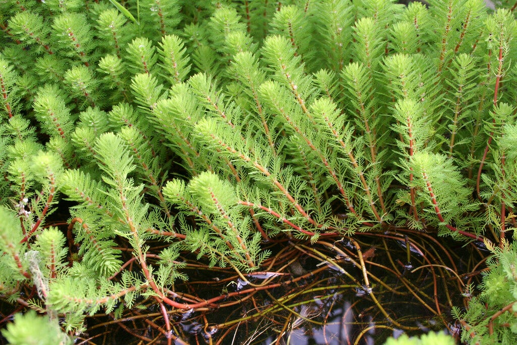 Diamantkruid (Myriophyllum 'Red Stem')