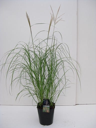 Prachtriet, Olifantgras (Miscanthus sinensis 'Flamingo')