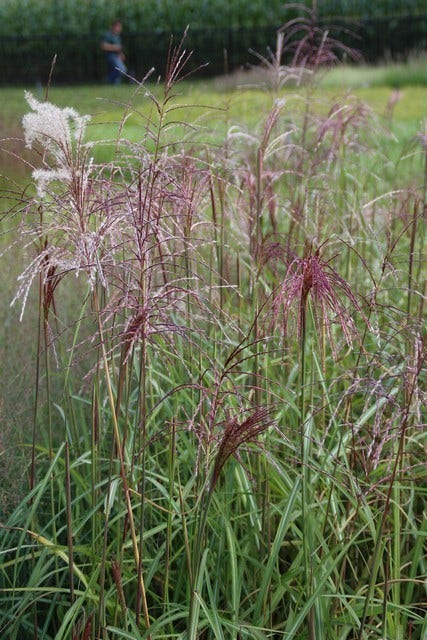 Chinees riet, sierriet (Miscanthus sinensis 'Malepartus')