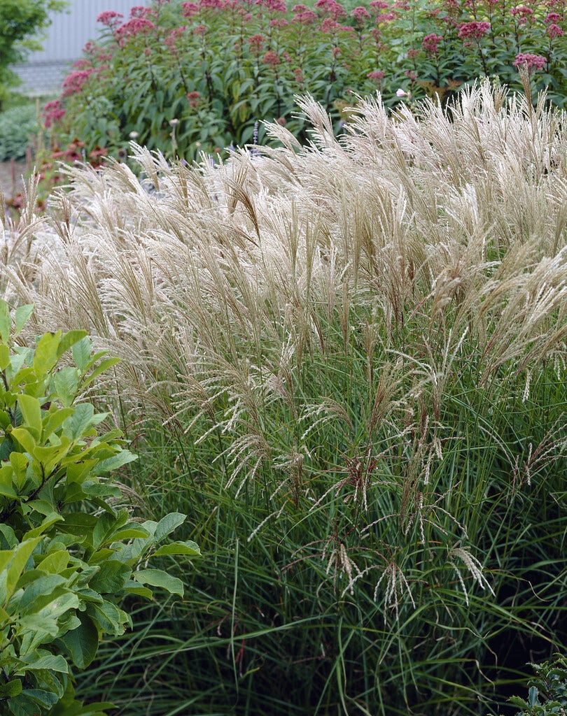 Prachtriet (Miscanthus sacchariflorus)