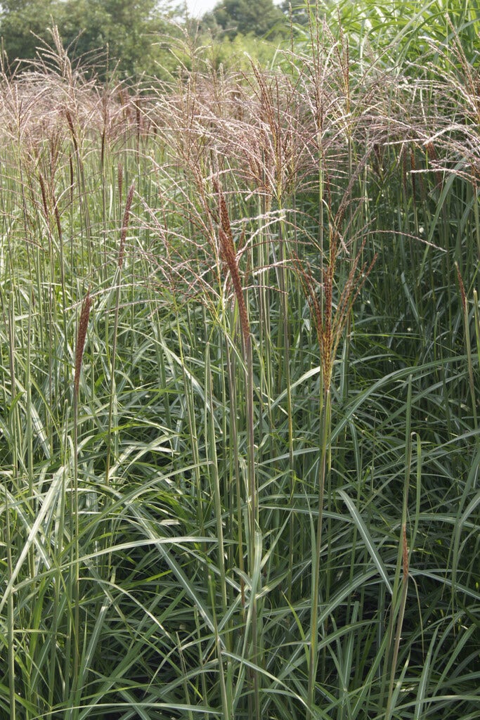 Prachtriet (Miscanthus sinensis 'Dronning Ingrid')