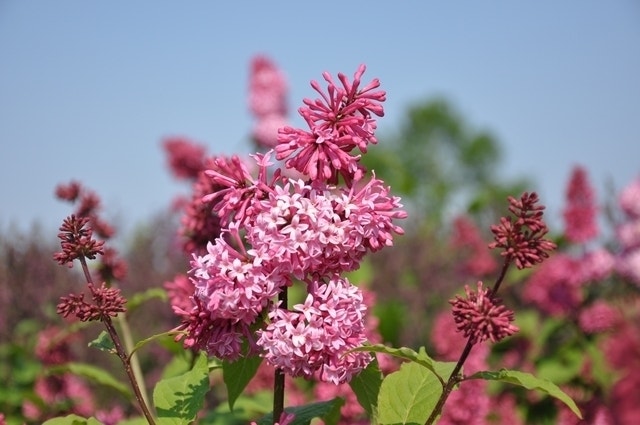 Sering (Syringa villosae 'Miss Canada')