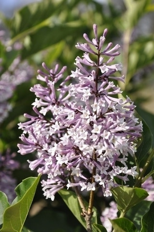 Dwergsering (Syringa patula 'Miss Kim')