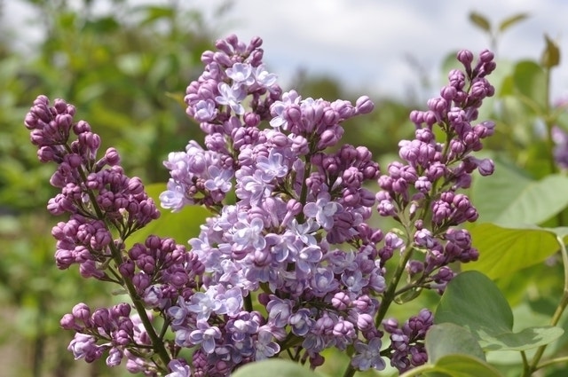 Sering (Syringa vulgaris 'Mme Antoine Buchner')