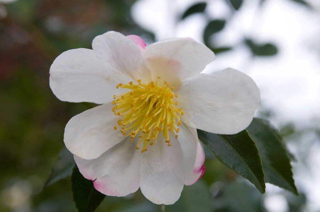 Camelia (Camellia sasanqua 'Hino de Gumo')