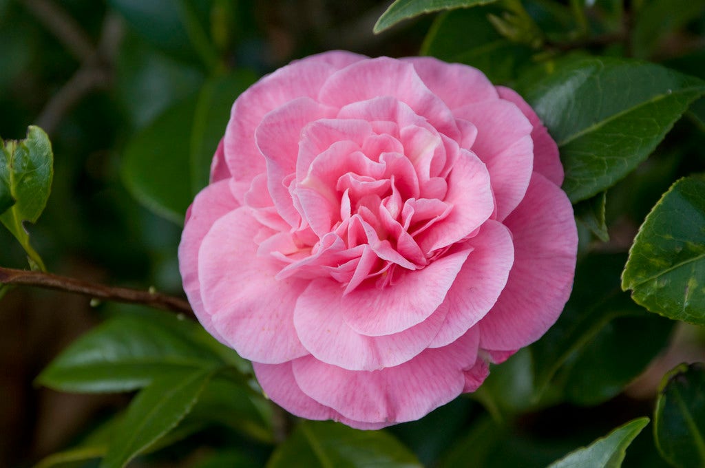 Camelia (Camellia japonica 'Marie Bracey')