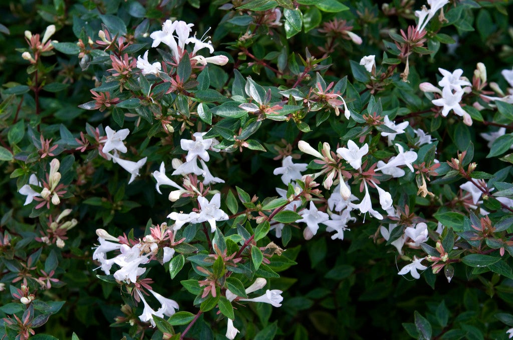 Abelia op rek (Abelia grandiflora)