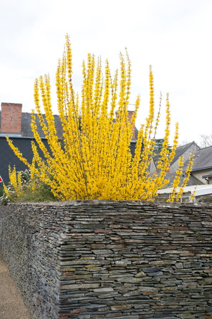 Chinees Klokje (Forsythia intermedia 'Week-end')