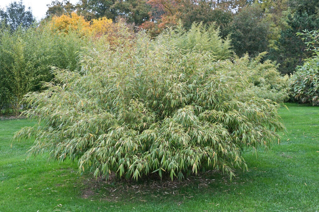 Niet woekerende bamboe (Fargesia robusta 'Pingwu')