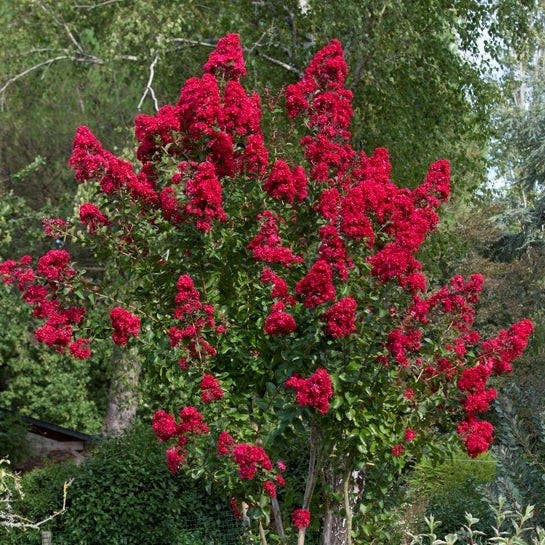 Lagerstroemia als halfstam (Lagerstroemia indica 'Dynamite')