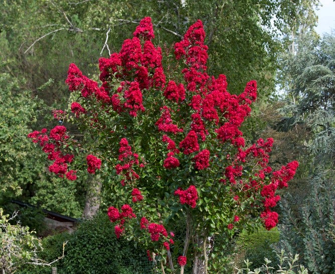 Lagerstroemia (Lagerstroemia indica 'Dynamite')